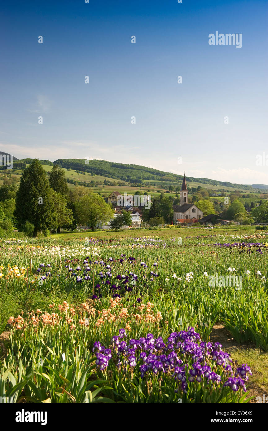 Prairie avec blooming iris, Laufen près de Muellheim, Markgraeflerland région, Forêt Noire, Bade-Wurtemberg Banque D'Images