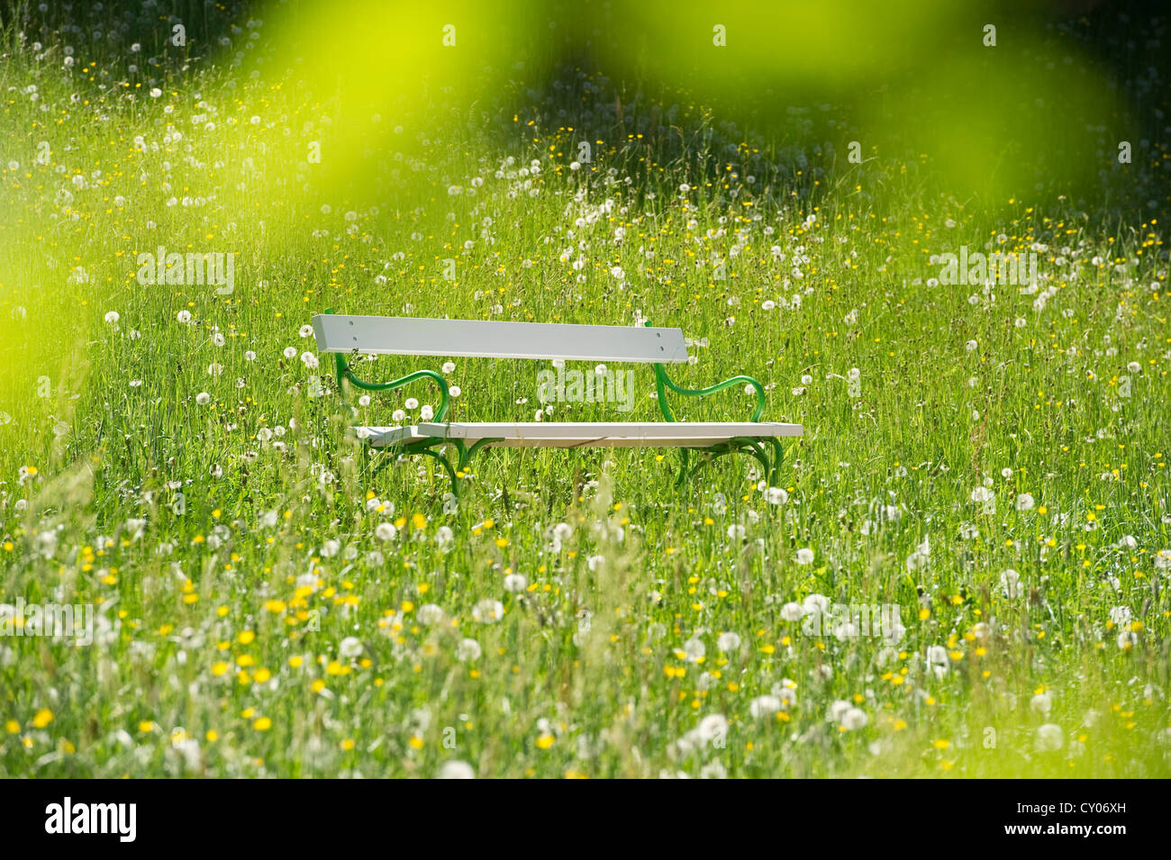 Banc blanc dans un pré de pissenlits, le Schlosspark jardin, Badenweiler, Markgraeflerland région, Forêt Noire Banque D'Images
