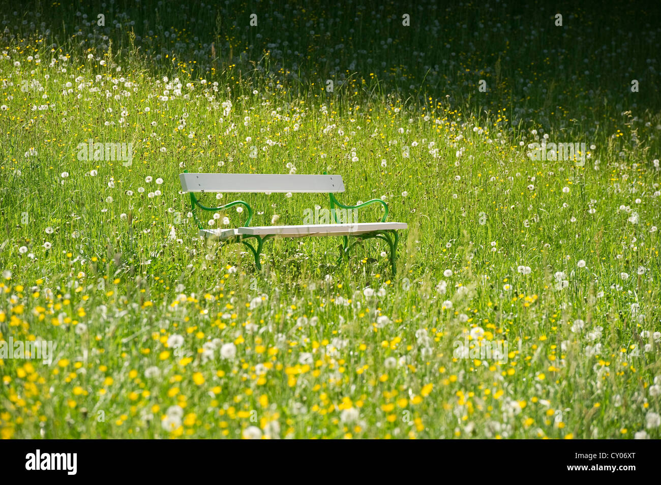 Banc blanc dans un pré de pissenlits, le Schlosspark jardin, Badenweiler, Markgraeflerland région, Forêt Noire Banque D'Images