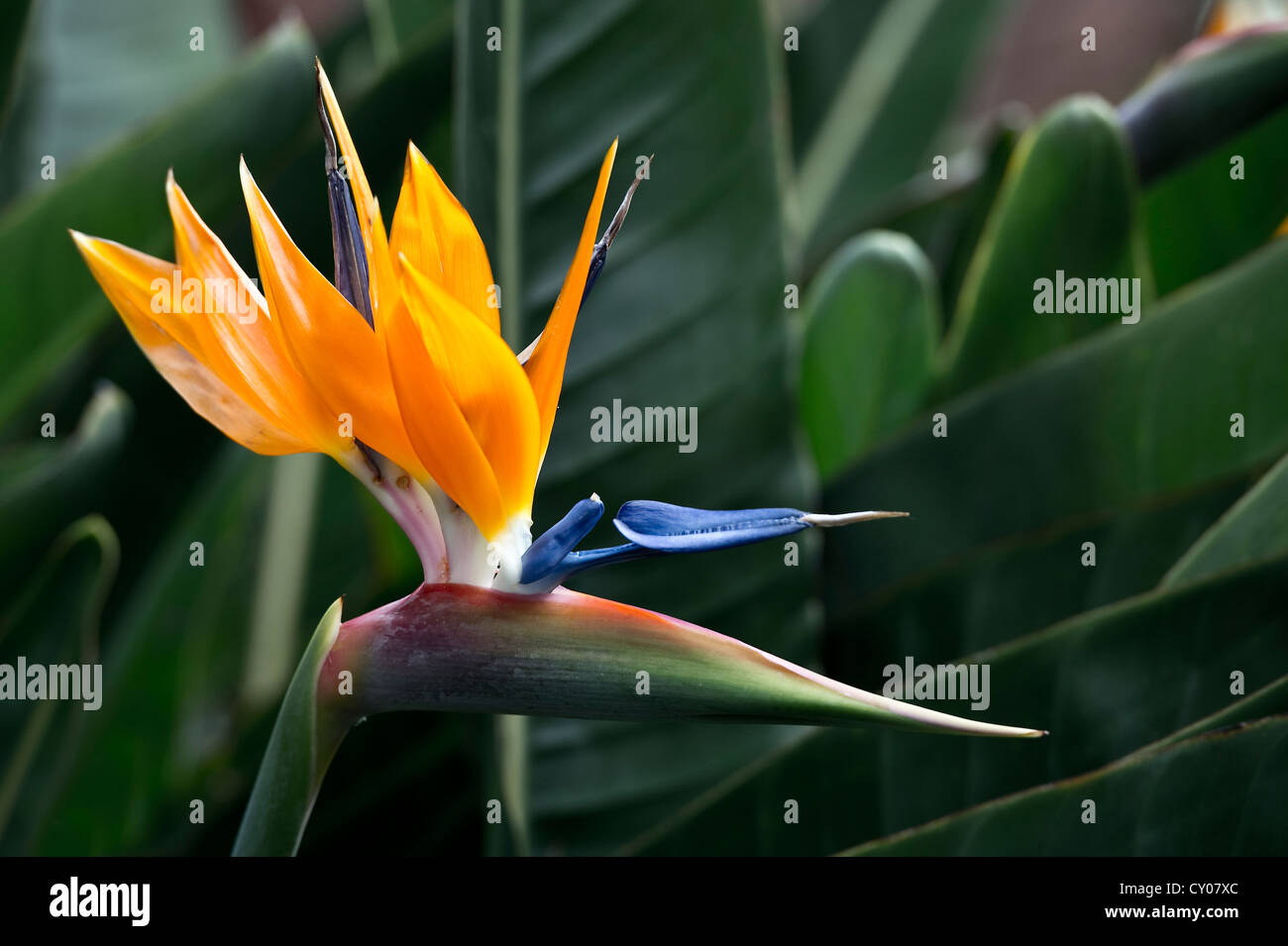 (Strelitzia Strelitzia), jardin botanique, Puerto de la Cruz, Tenerife, Canaries, Espagne, Europe Banque D'Images