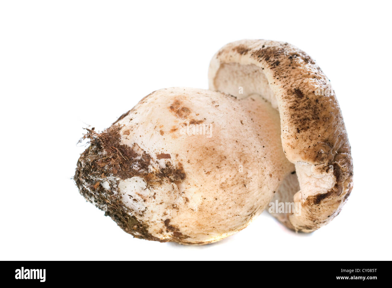 Boletus edulis ou champignons porcini in front of white background Banque D'Images