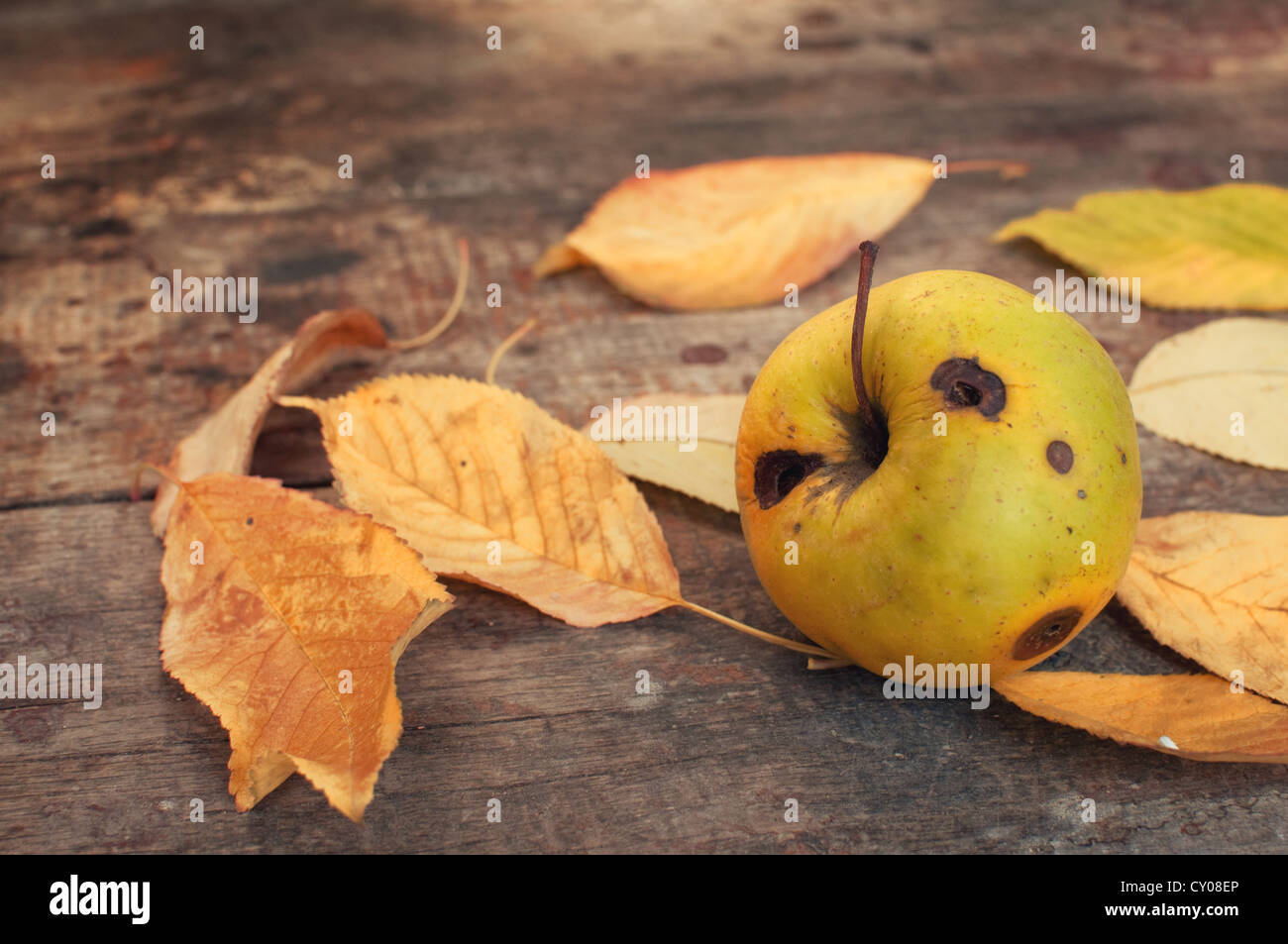 Les feuilles d'automne tombée sur la vieille table de bois et une pomme pourrie Banque D'Images