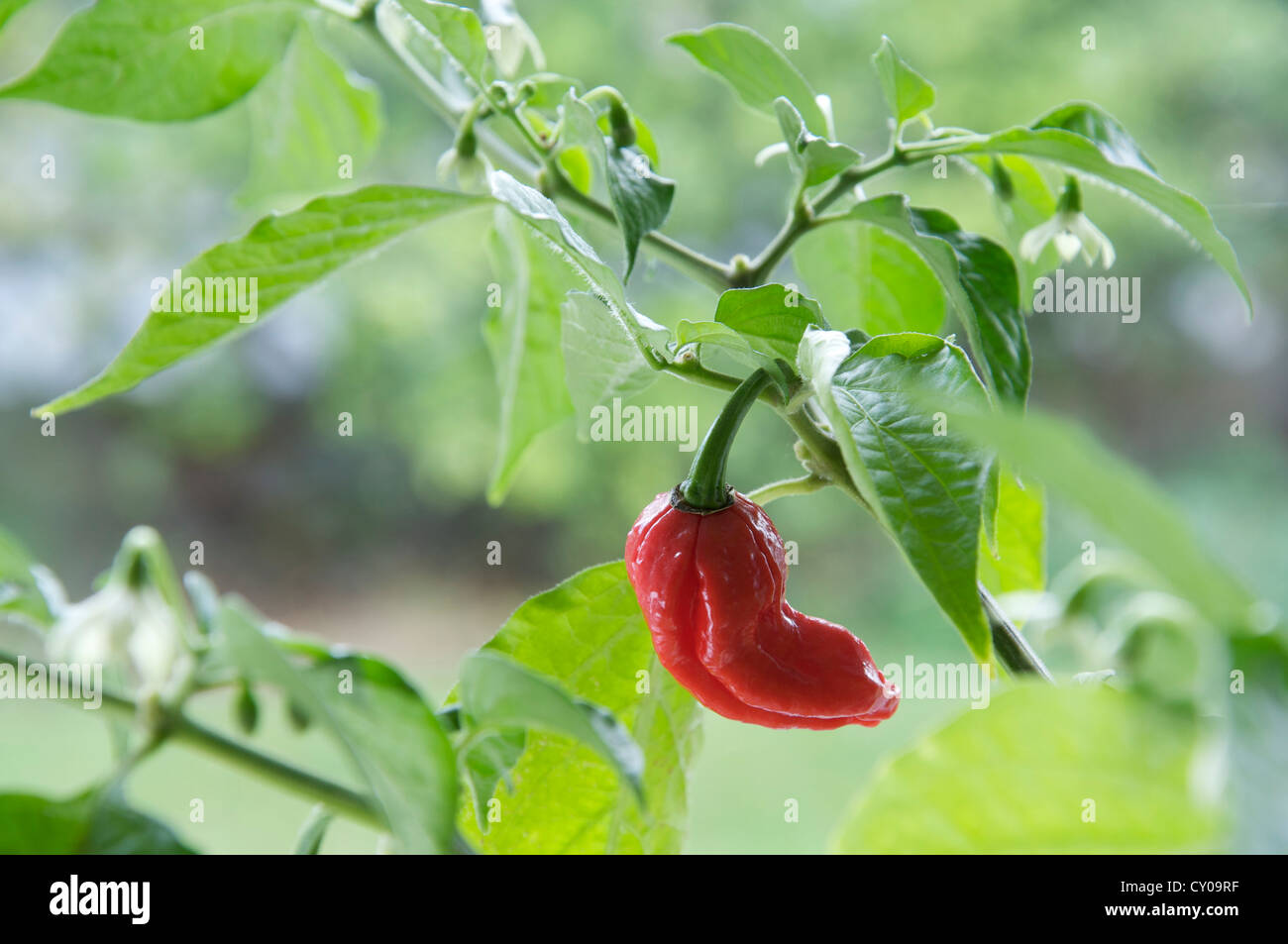 Un Naga Dorset Chilly Pepper (parmi les plus chaudes chilly variétés connu) croissant sur l'usine, red hot, mûrs et prêts pour la cueillette. Banque D'Images