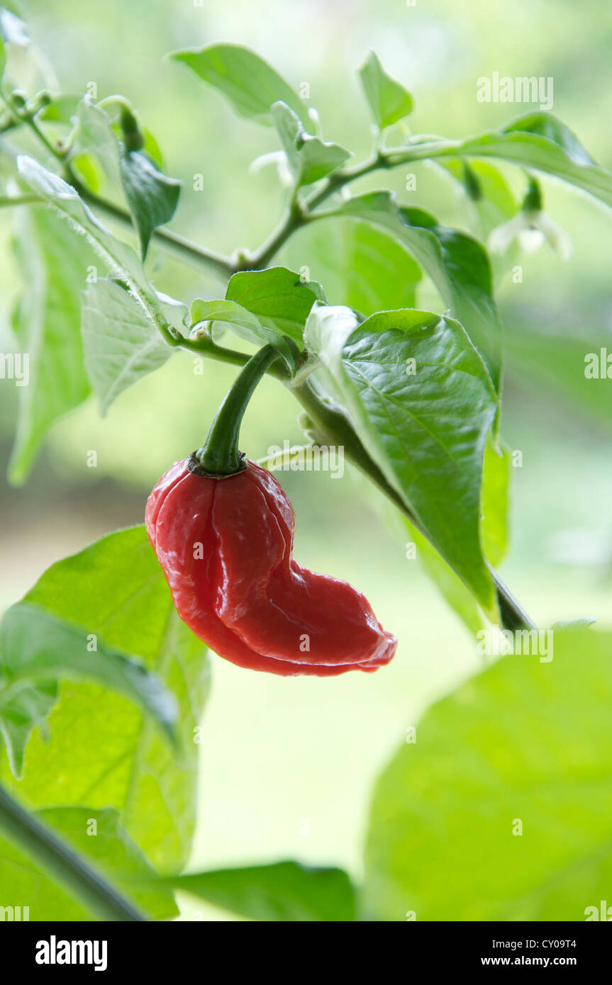 Un Naga Dorset Chilly Pepper (parmi les plus chaudes chilly variétés connu) croissant sur l'usine, red hot, mûrs et prêts pour la cueillette. Banque D'Images