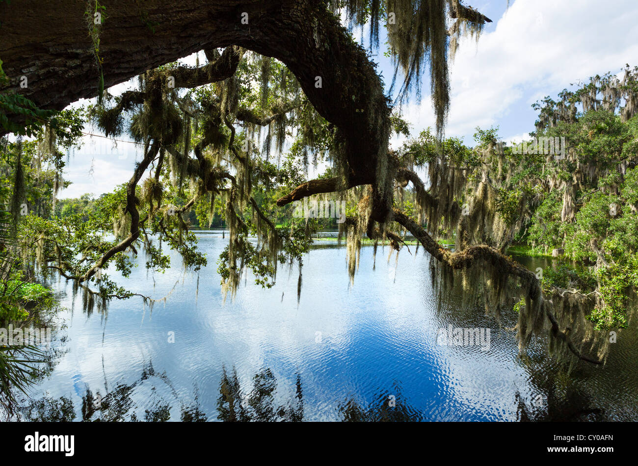 La mousse espagnole sur l'arbre, Blue Spring run à la direction St Johns River, Blue Spring State Park, Orange City, Central Florida, USA Banque D'Images