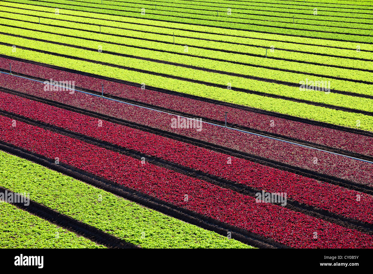 Les cultures de laitue d'hiver, Imperial Valley, California Banque D'Images