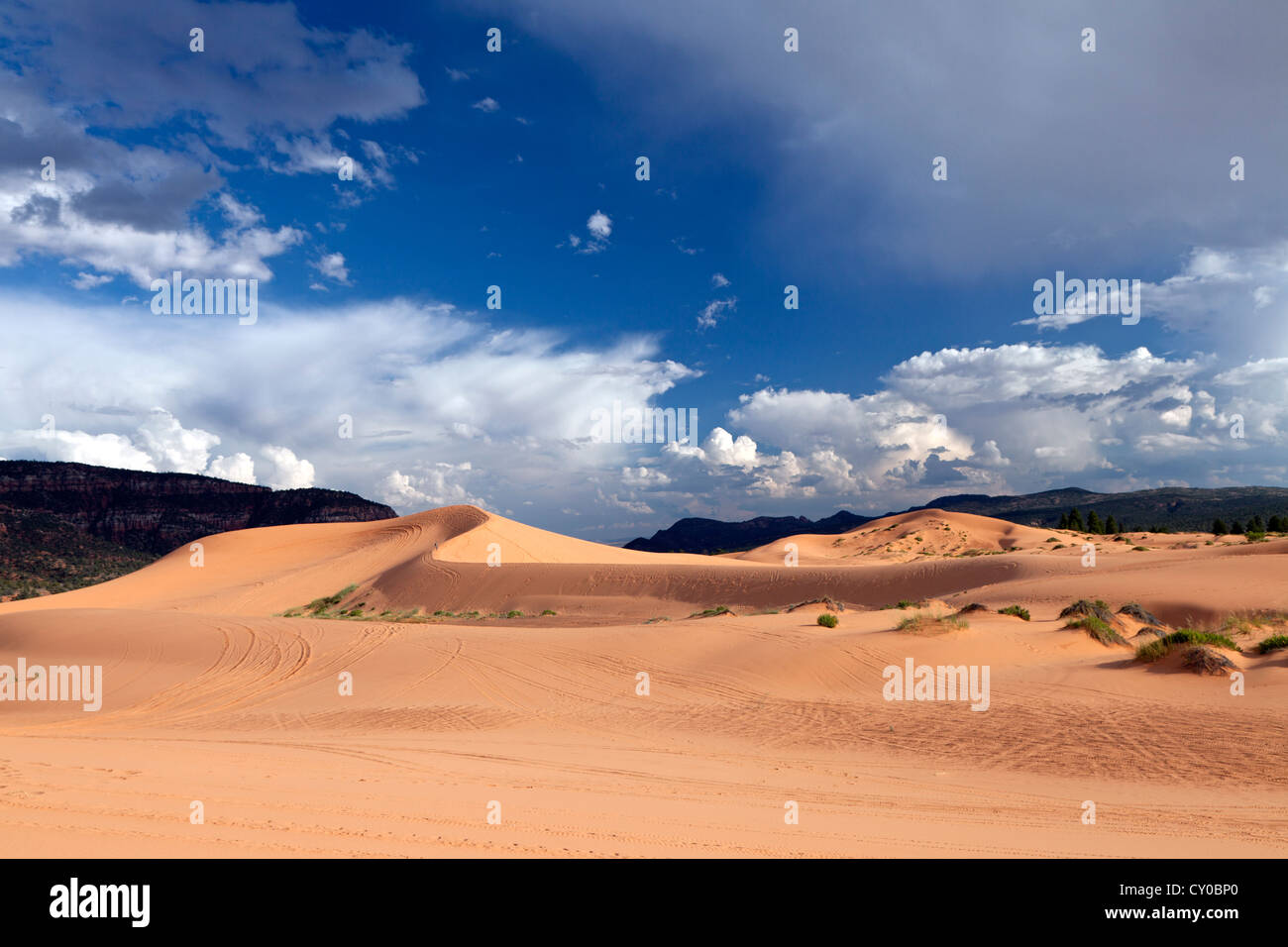 Dunes de sable de l'Utah's Coral Pink Sand Dunes State Park près de Kanab. Banque D'Images