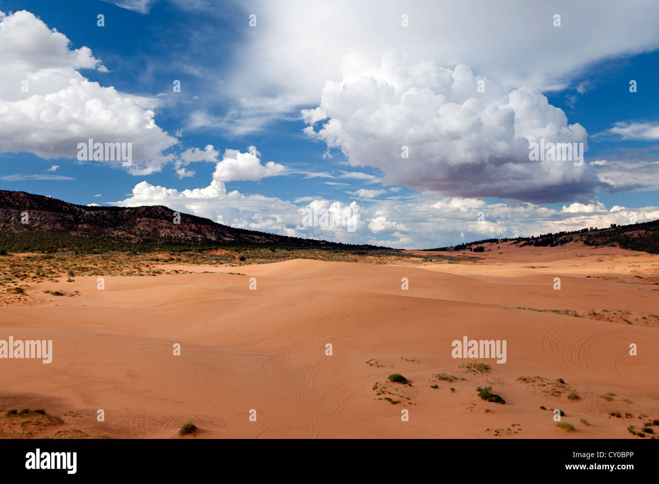 Dunes de sable de l'Utah's Coral Pink Sand Dunes State Park près de Kanab. Banque D'Images