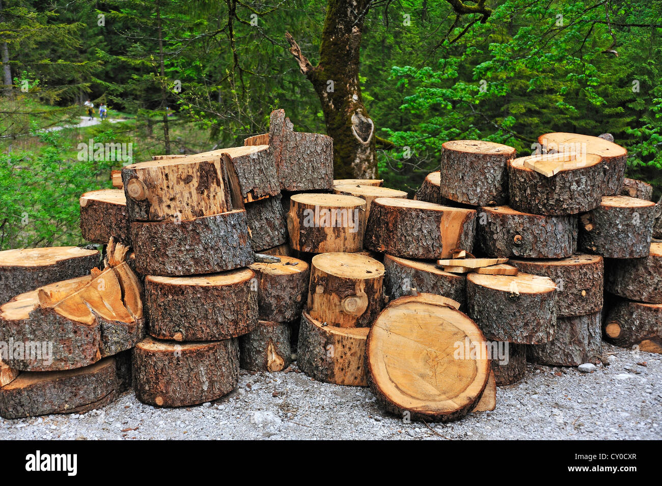 Tranches d'un tronc d'arbre de l'épinette (Picea) par le bord de la route, Ramsau, parc national de Berchtesgaden, région de Berchtesgaden Banque D'Images