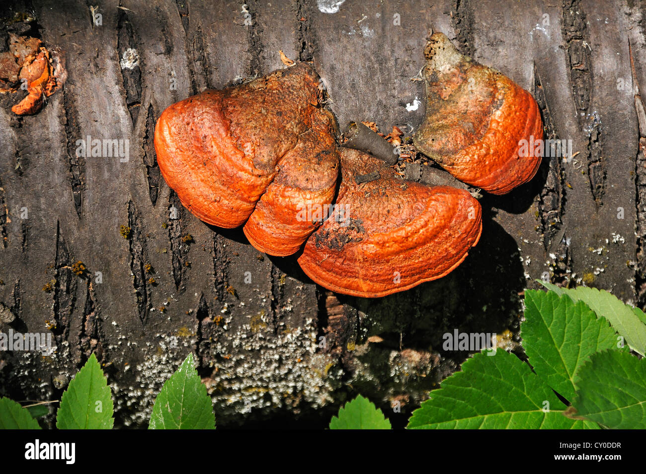 Le cinabre polypore (Pycnoporus cinnabarinus) sur un tronc de cerisier, Dennenlohe, Middle Franconia, Bavaria Banque D'Images