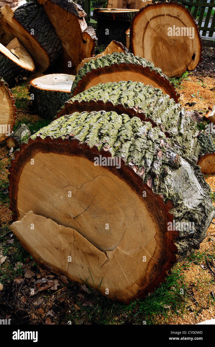 Tronc d'un chêne 38en segments dans un jardin, journaux empilés à l'arrière, Voegelsen, Basse-Saxe Banque D'Images