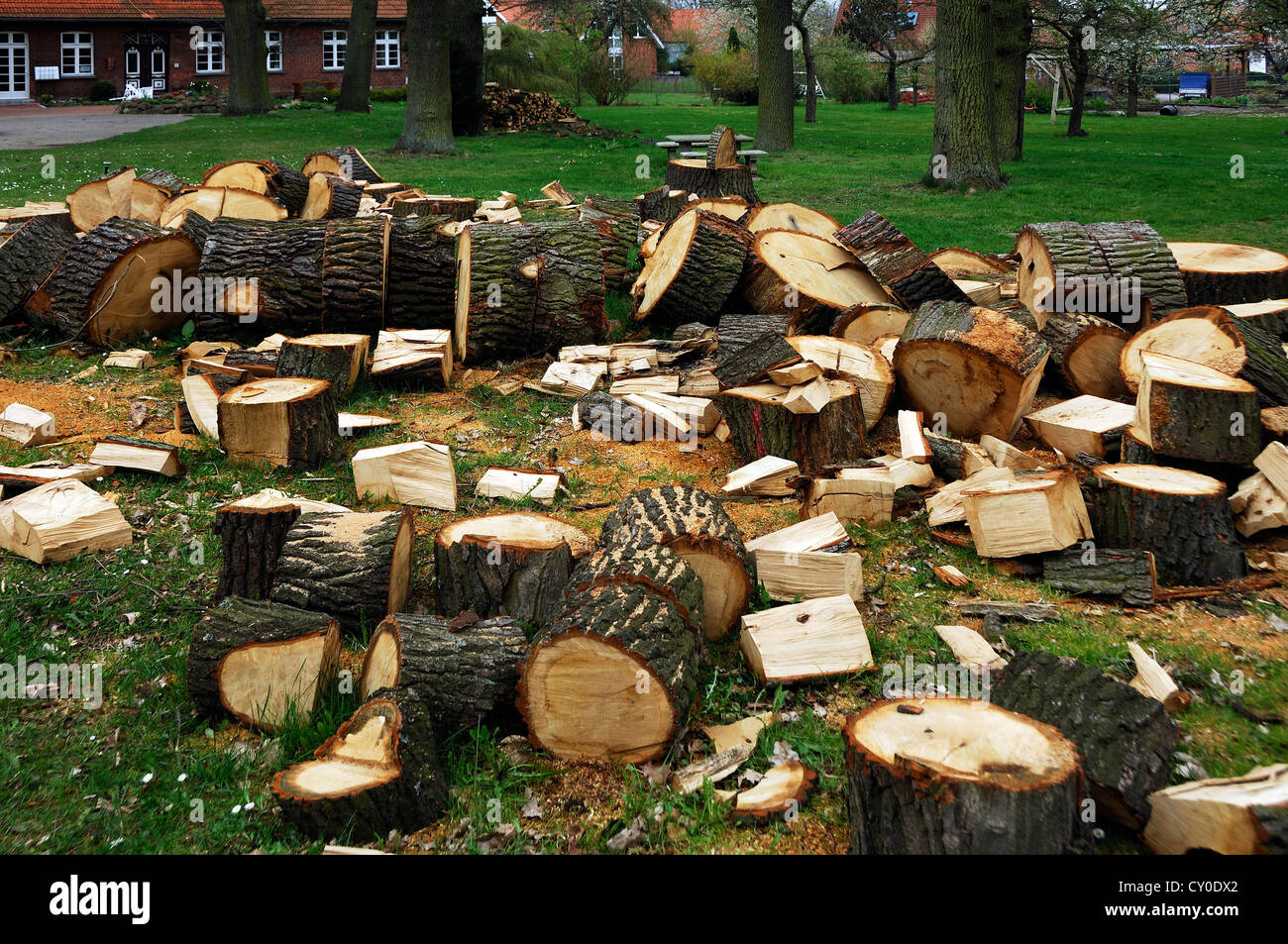 Tronc d'un chêne 38en segments dans un jardin, journaux empilés à l'arrière, Voegelsen, Basse-Saxe Banque D'Images