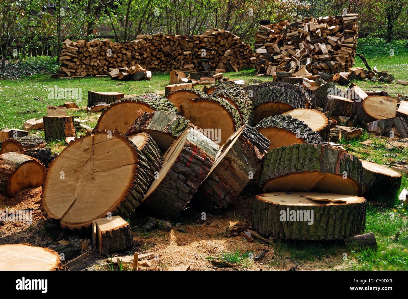 Tronc d'un chêne coupé en sections, dans un jardin, Voegelsen, Basse-Saxe Banque D'Images
