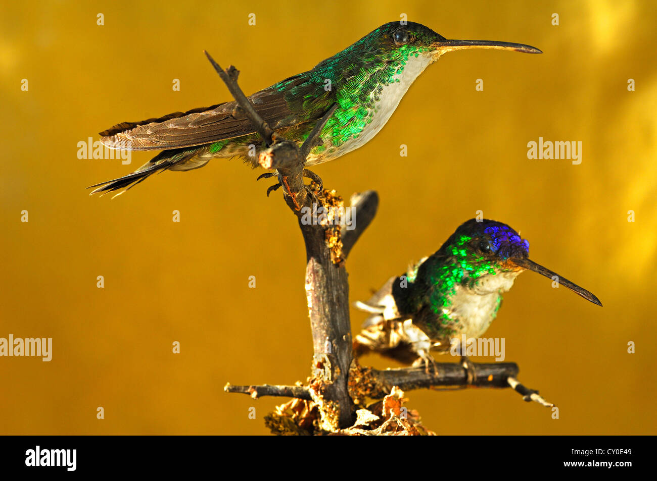 Animaux Taxidermied de chercheurs du 19e siècle, deux (les colibris Trochilidae) 2012 Exposition spéciale Banque D'Images