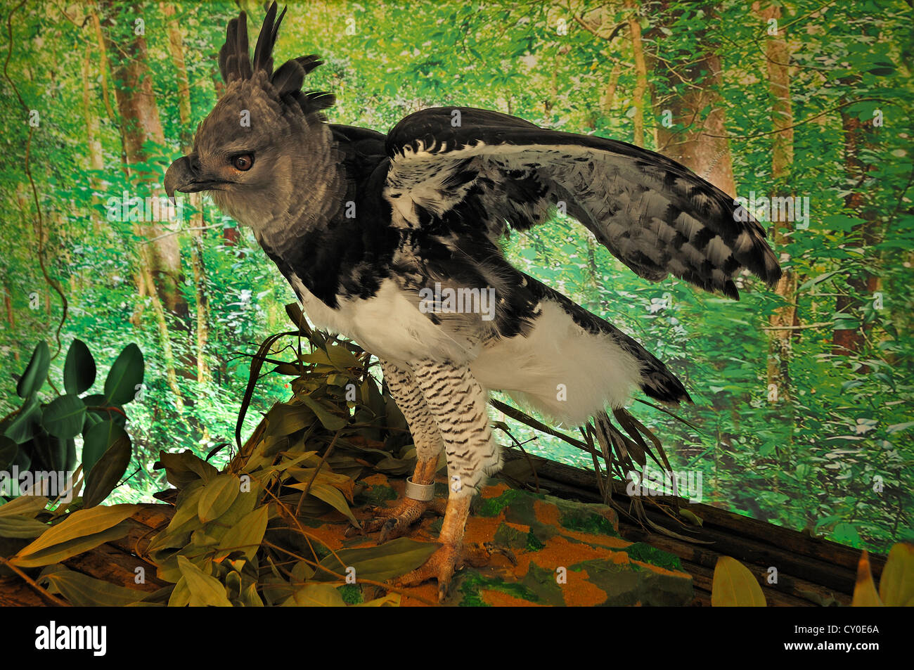 Scène jungle sud-américaine avec un animal en peluche, harpie féroce Harpia harpyja (2012), exposition spéciale au industrial Banque D'Images