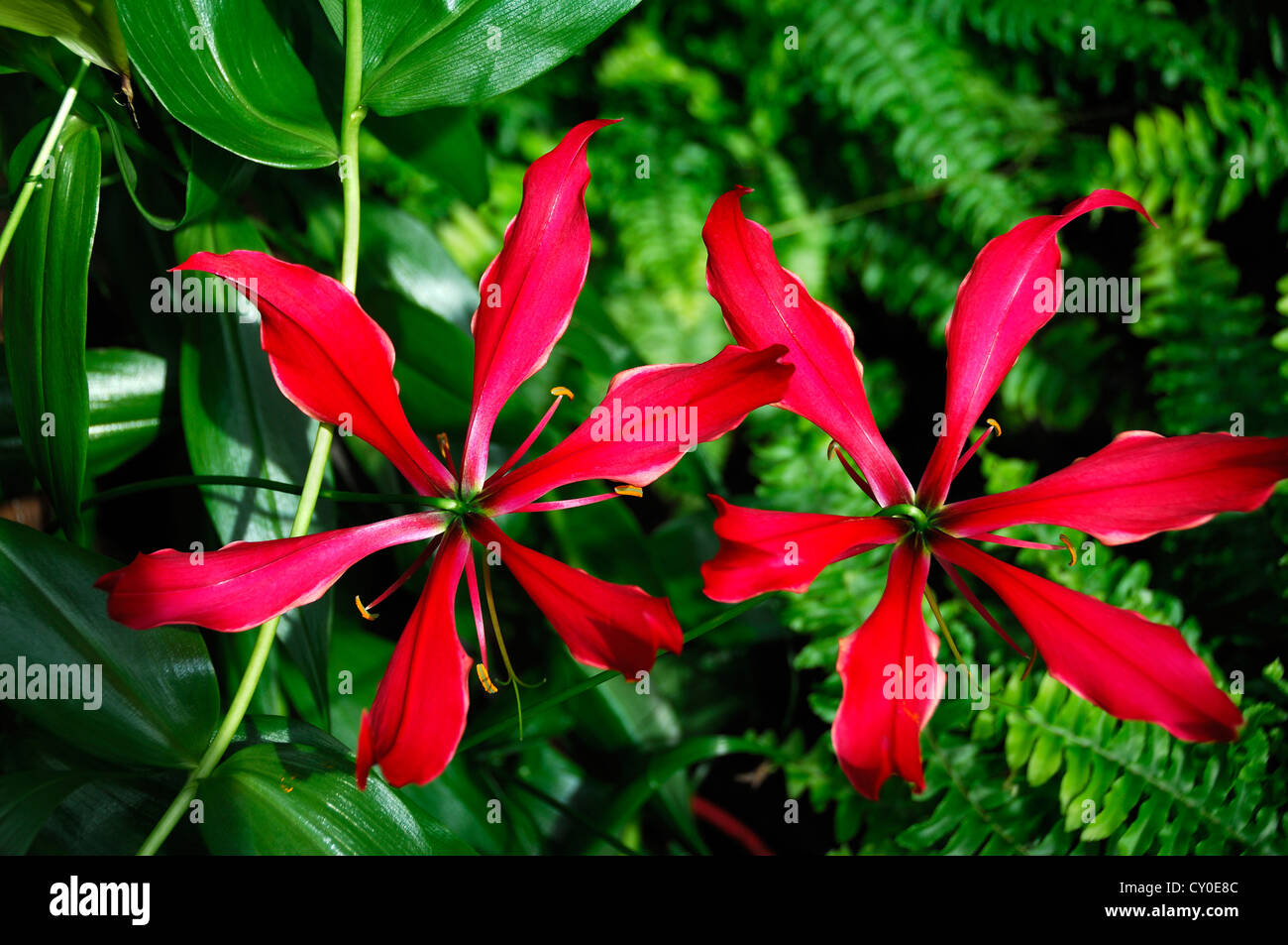 Gloire lily (Gloriosa superba), fleurs Banque D'Images