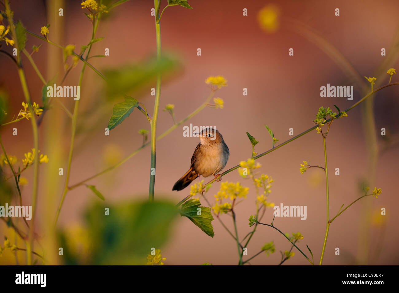 Locustella naevia Grasshopper Warbler Juin Norfolk Banque D'Images