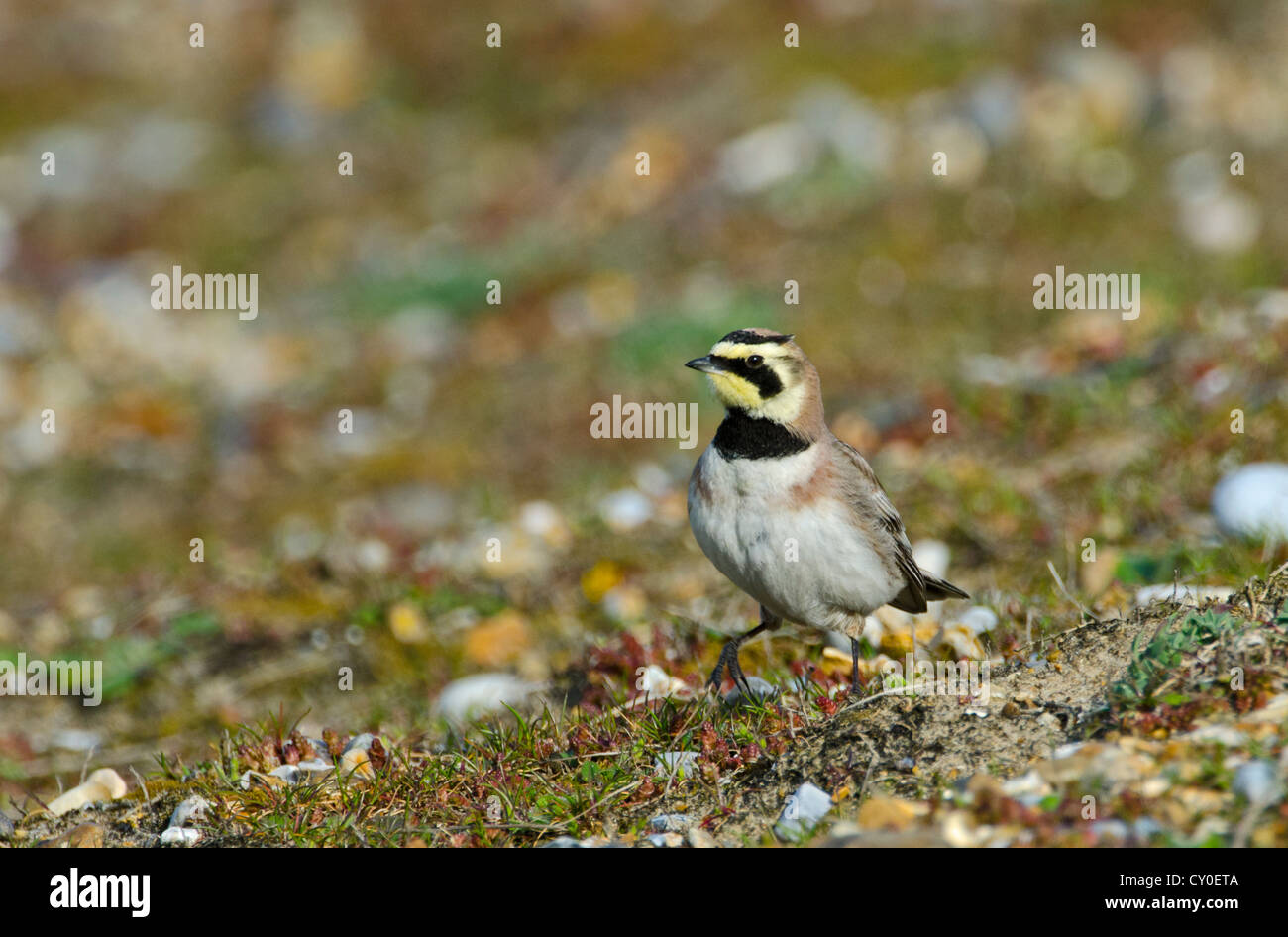 Shore Lark Eremophila alpestris Claj Norfolk hiver Banque D'Images