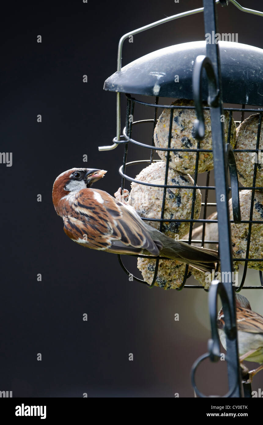 Moineau domestique Passer domesticus sur fat convoyeur en jardin Norfolk Banque D'Images