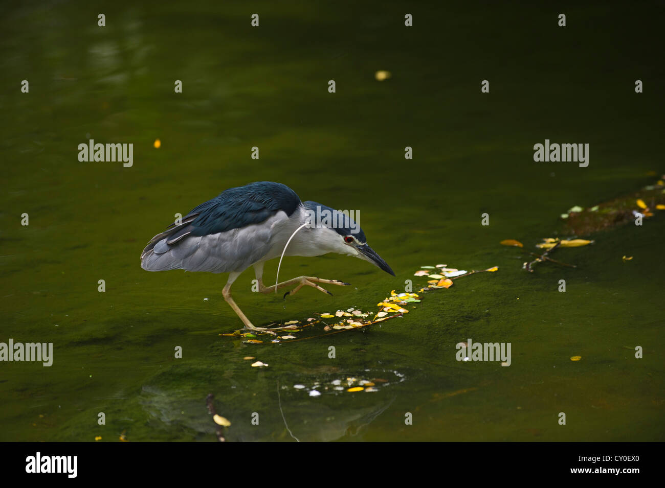Bihoreau gris (Nycticorax nycticorax) Singapour Banque D'Images