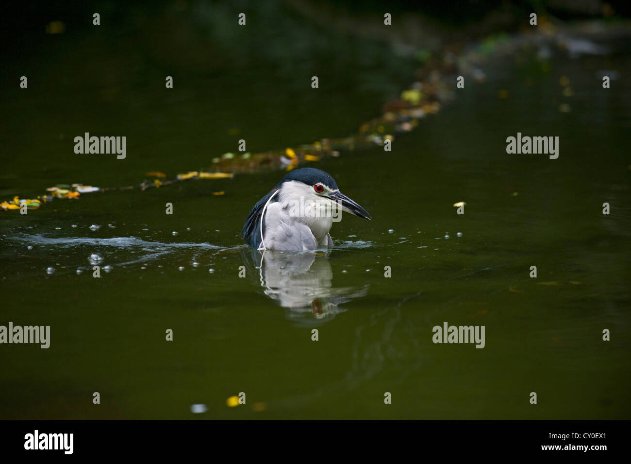 Bihoreau gris (Nycticorax nycticorax) Singapour Banque D'Images