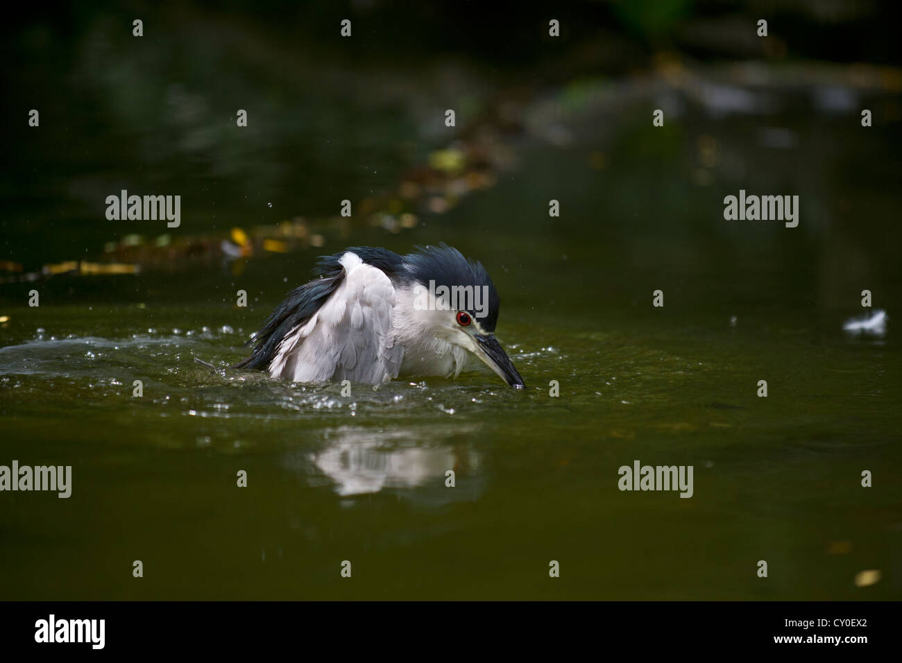 Bihoreau gris (Nycticorax nycticorax) Singapour Banque D'Images