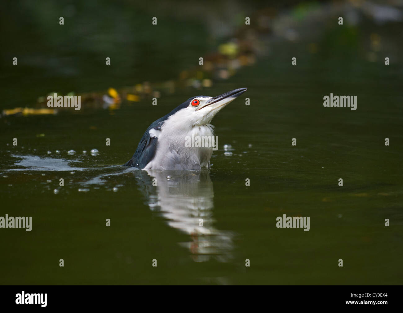 Bihoreau gris (Nycticorax nycticorax) Singapour Banque D'Images