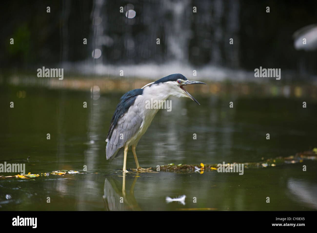 Bihoreau gris (Nycticorax nycticorax) Singapour Banque D'Images