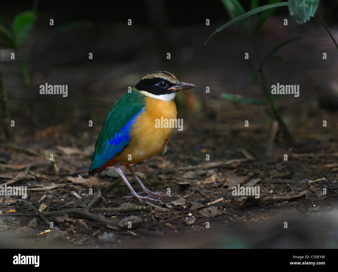 Blue-winged Pitta Pitta moluccensis (Singapour) Banque D'Images