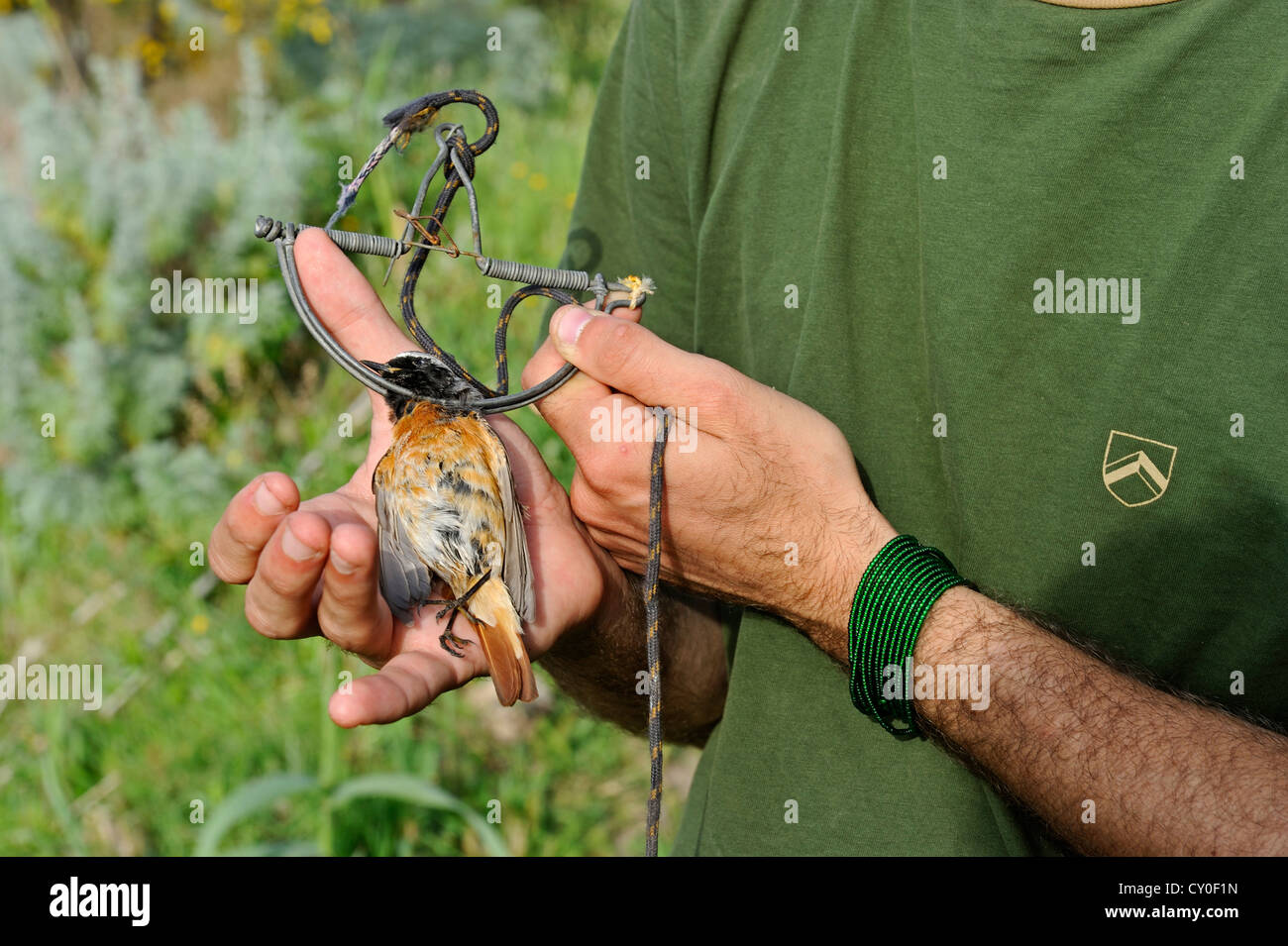 Militant de la campagne contre l'abattage d'oiseaux tenant une Paruline flamboyante mâle migrants pris dans clap trap Ponza Italie Avril Banque D'Images