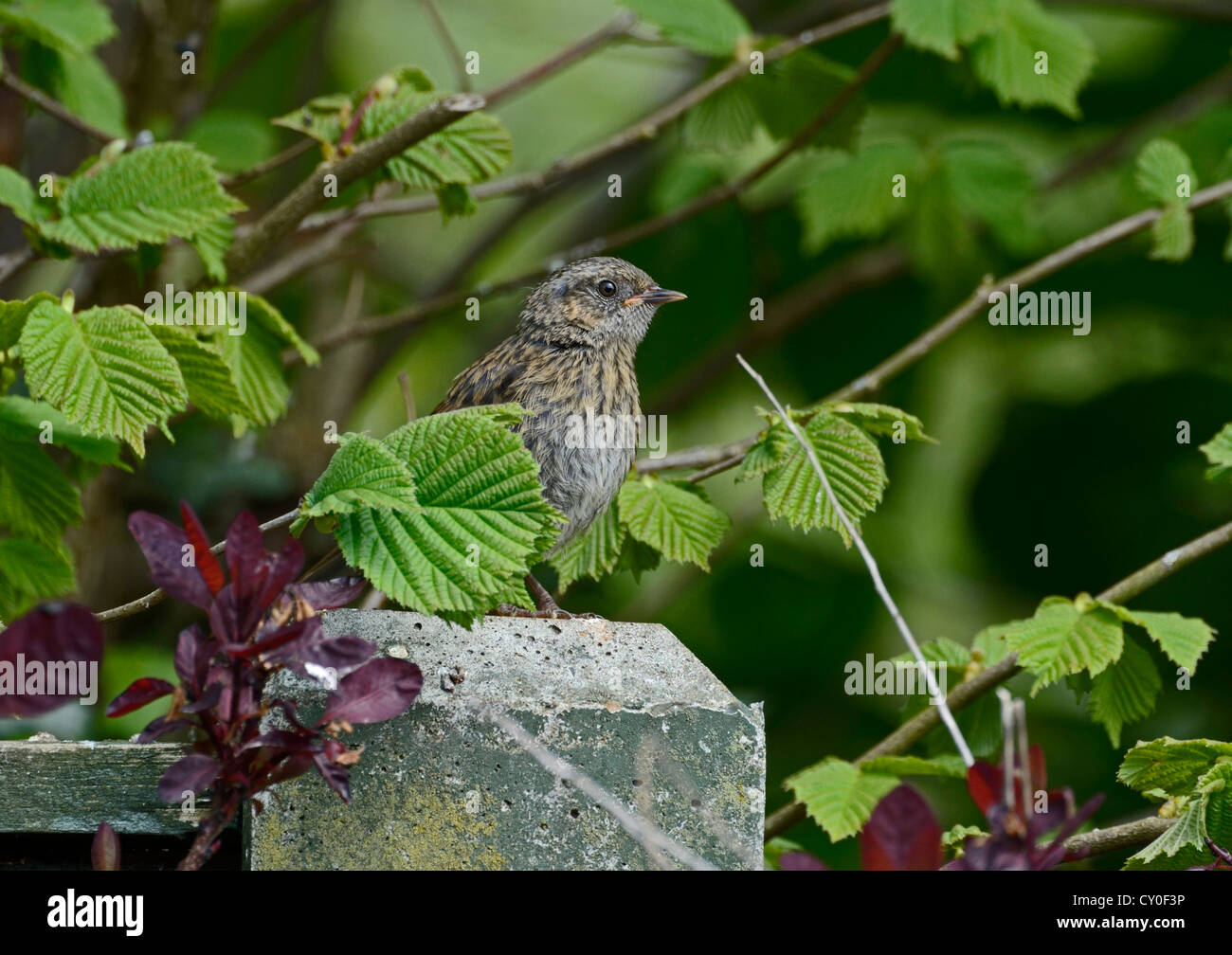 Jardin en juvéniles nid peut Norfolk Banque D'Images