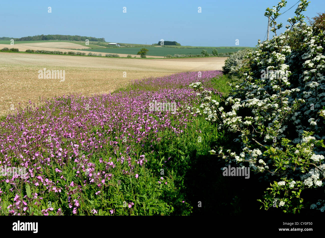 Marge de fleurs sauvages plantés avec Red Campion le long du bord du champ arable peut Norfolk Banque D'Images