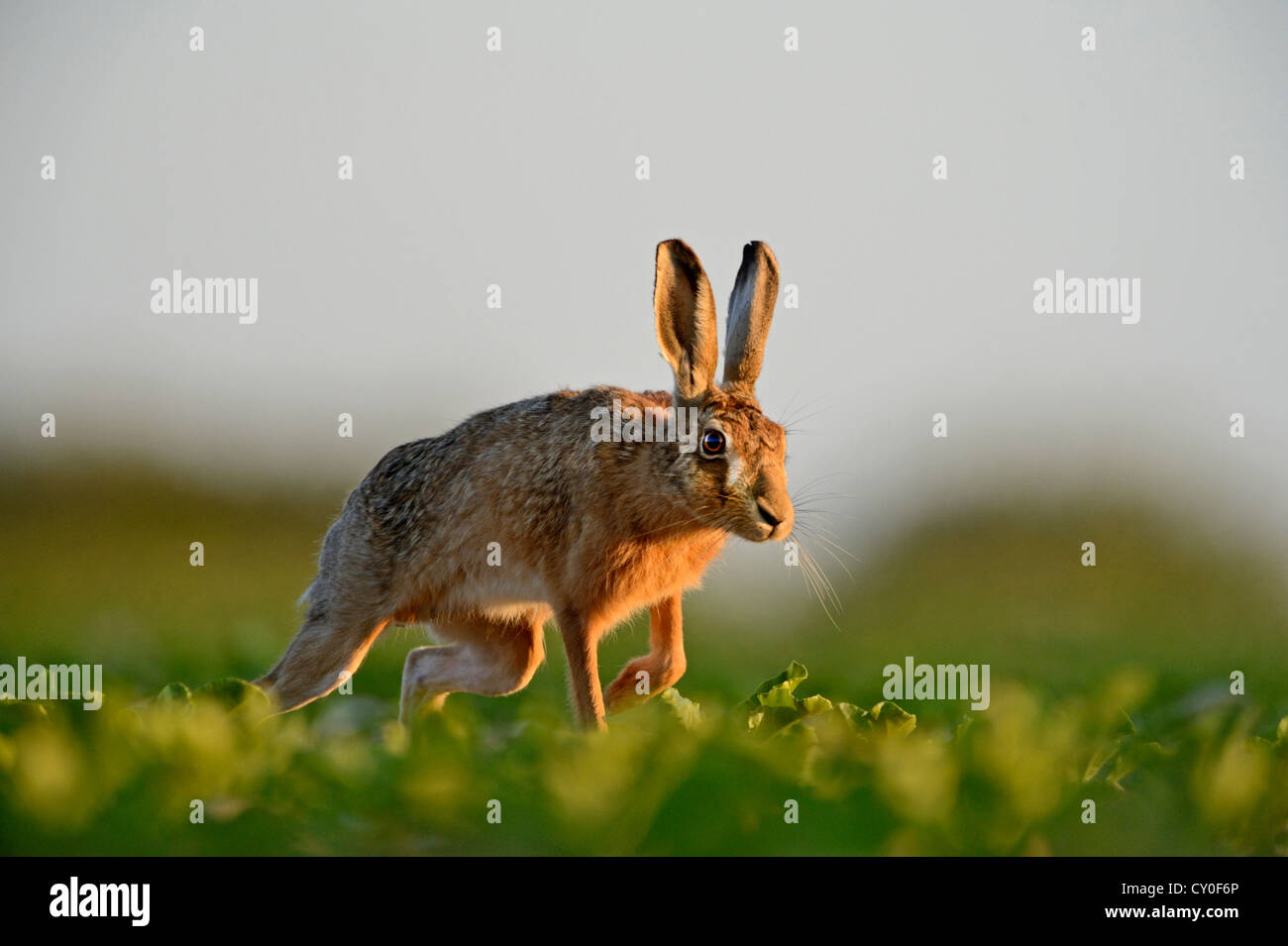 Lièvre brun (Lepus europaeus) européenne Norfolk Banque D'Images