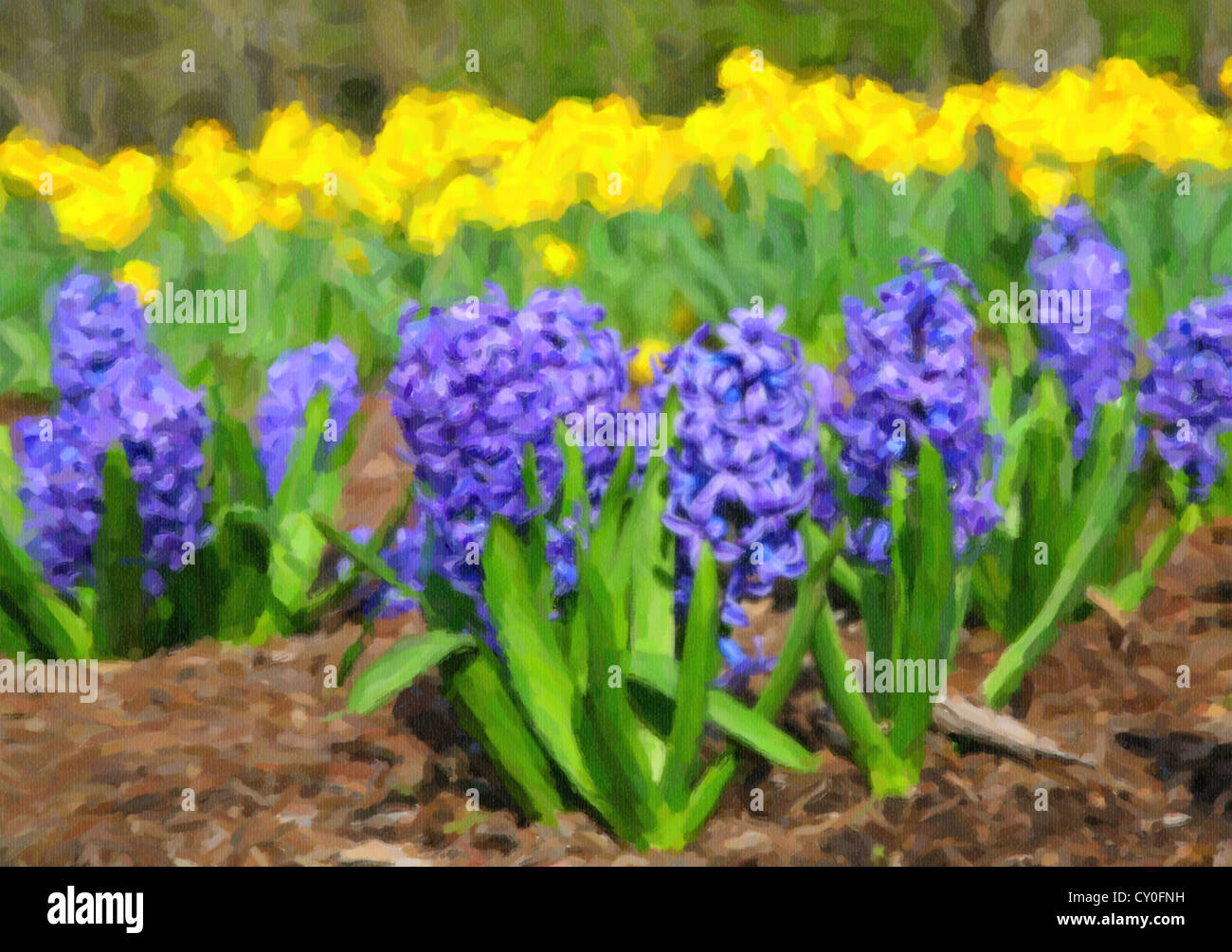 Dans une fleur de jacinthe bleu lit avec jonquilles jaune à l'arrière-plan. Banque D'Images