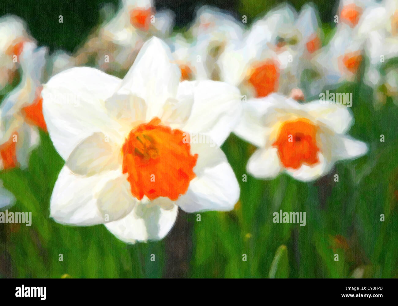 Les jonquilles dans le jardin au printemps. Banque D'Images