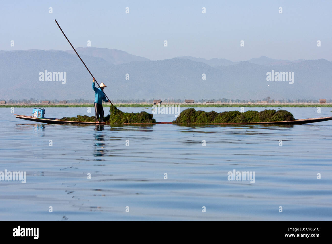 Le Myanmar, Birmanie. Les agriculteurs de l'eau douce rencontre eaweed «' de Fond du Lac à utiliser comme engrais sur les champs agricoles. Banque D'Images