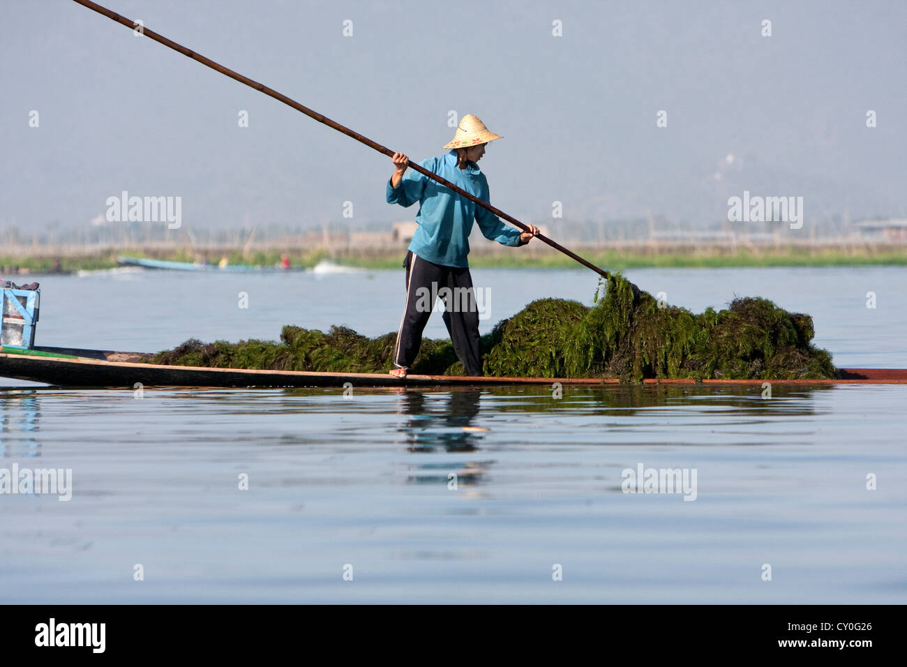 Le Myanmar, Birmanie. Les agriculteurs de l'eau douce rencontre eaweed «' de Fond du Lac à utiliser comme engrais sur les champs agricoles. Banque D'Images