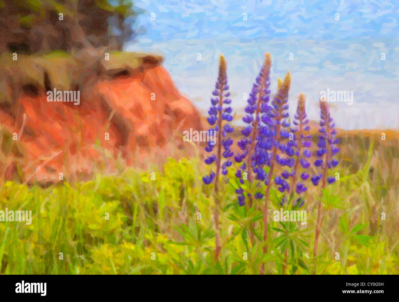 Les lupins sauvages le long des falaises de grès rouge de l'érosion le long des côtes de l'Île du Prince Édouard, Canada Banque D'Images