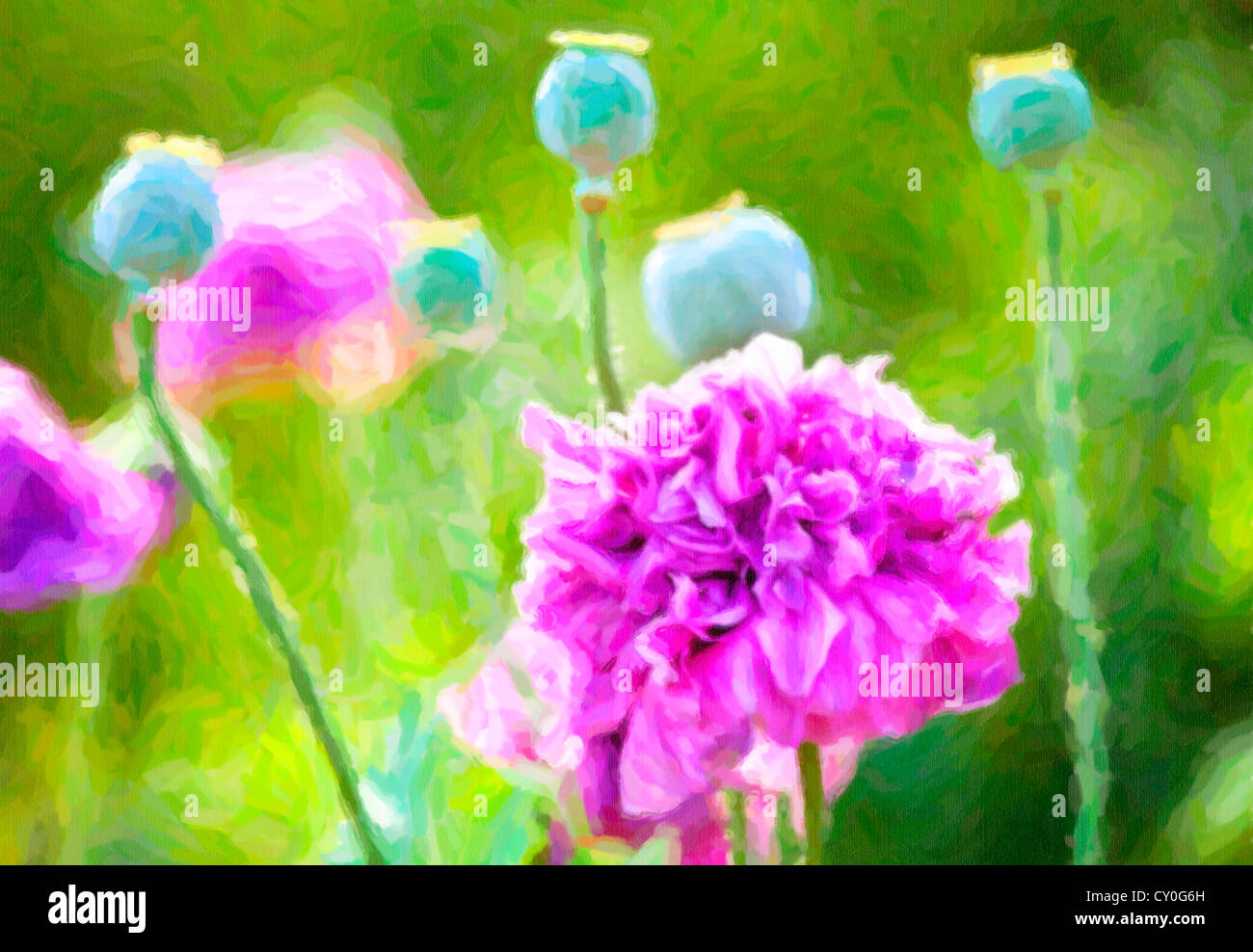Fleur de pavot et les gousses. Banque D'Images