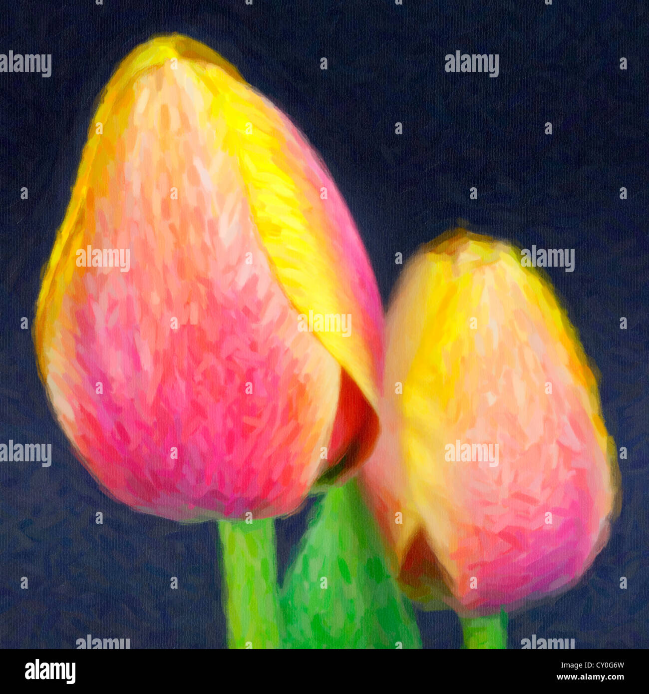 Rose bicolore jaune et tulipes au printemps sur un fond sombre. Banque D'Images