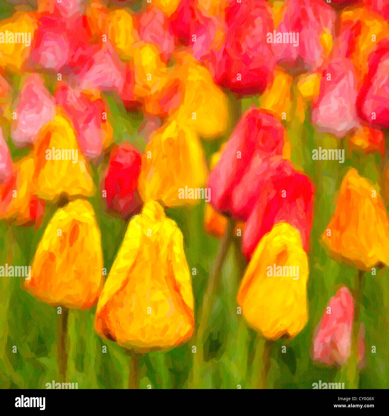 Magnifiques tulipes dans le jardin de printemps. Banque D'Images
