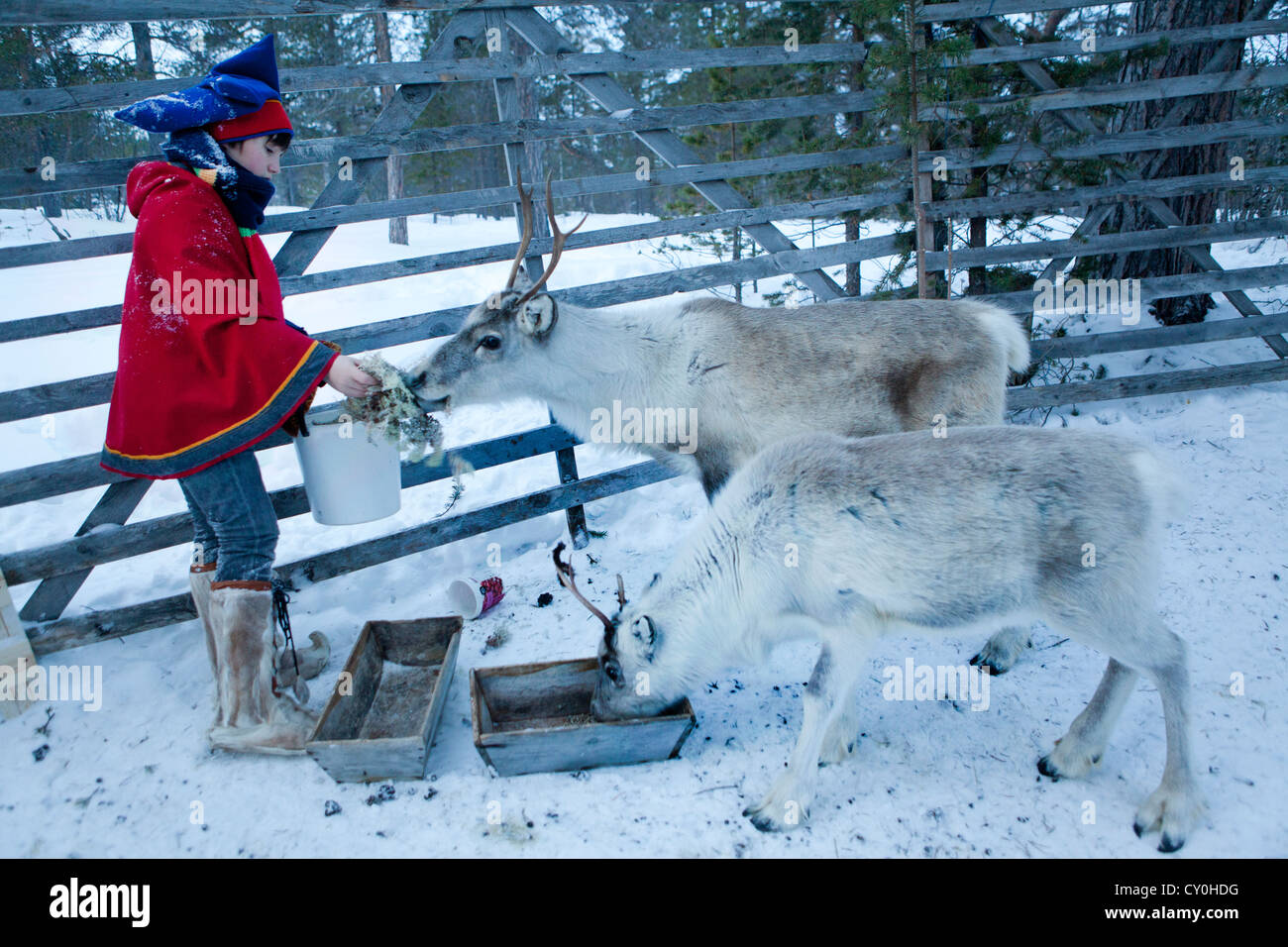 Garçon sami en Laponie (Finlande) Banque D'Images