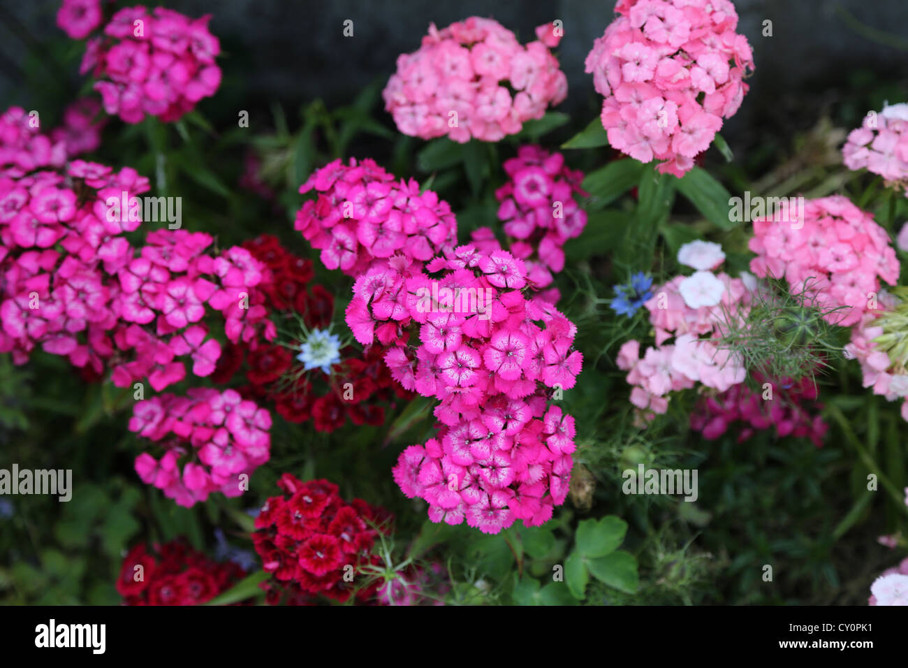 Sweet William Dianthus barbatus Banque D'Images