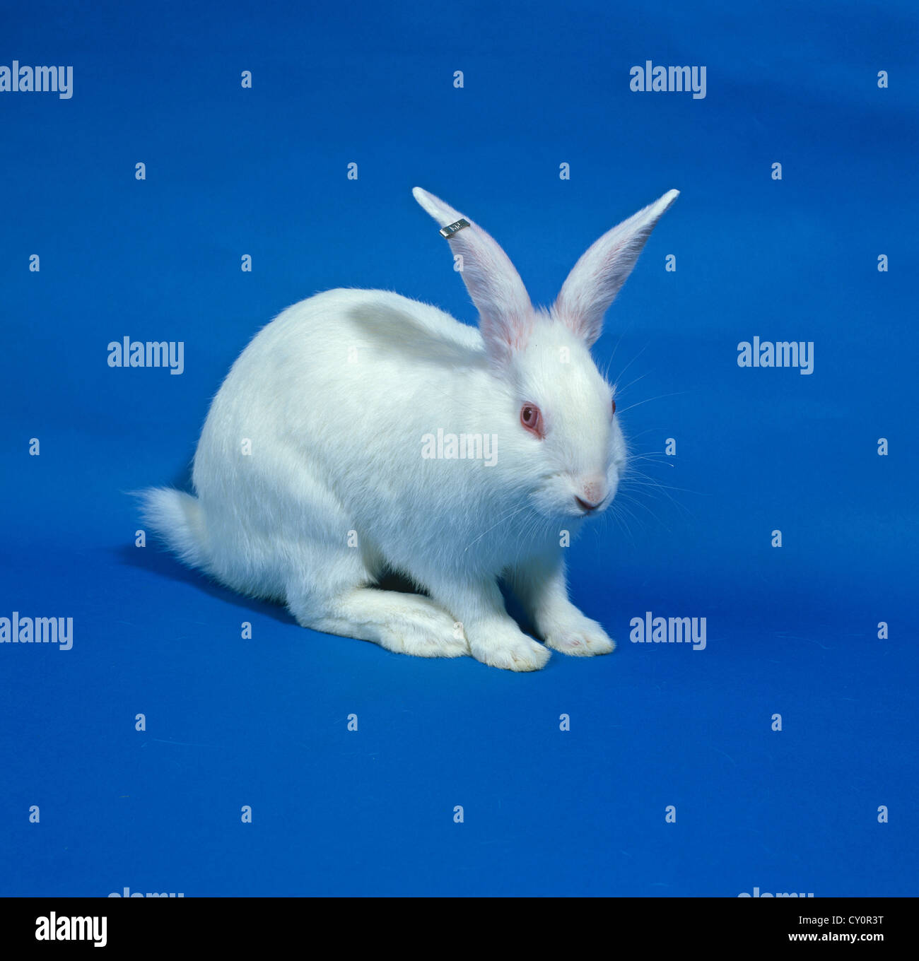 Un livre blanc de la recherche en laboratoire, la race de lapin blanc de Nouvelle- Zélande Banque D'Images