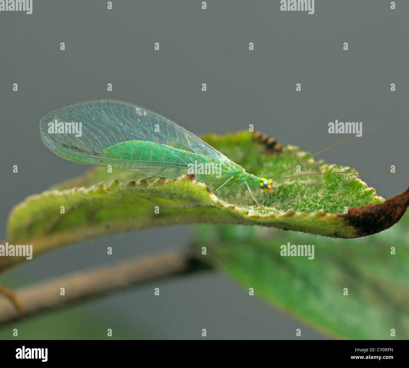 La chrysope verte (Chrysoperla carnea) adulte sur une feuille de pommier Banque D'Images