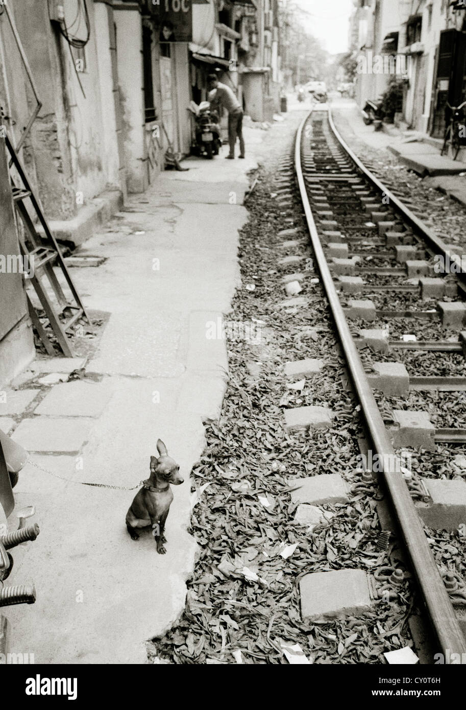 Chihuahua chien dans la vieille ville de Hanoï au Vietnam en Extrême-Orient asie du sud-est. solitude solitude calme train chiens chiot mignon reportage Voyage Banque D'Images