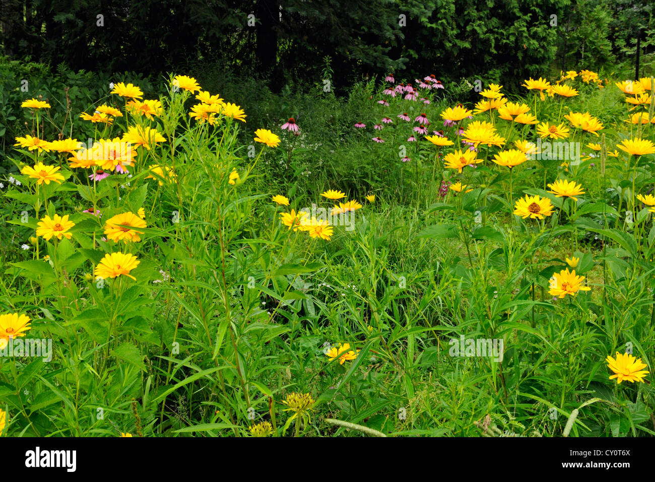 Prairie avec jardin naturalisés, Heliopsis Grand Sudbury, Ontario, Canada Banque D'Images