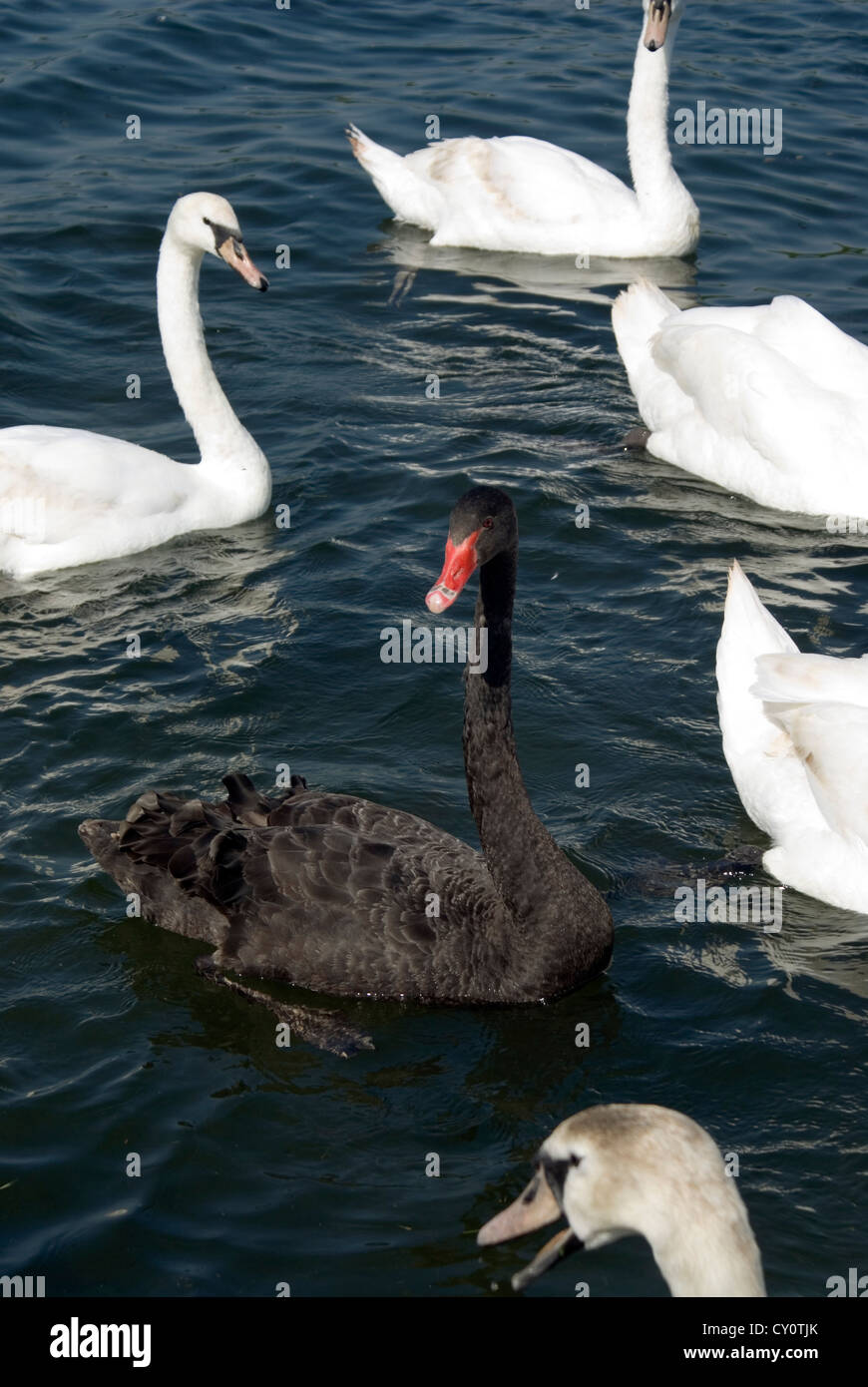Les cygnes tuberculés et Black Swan roath park cardiff South Wales UK Banque D'Images