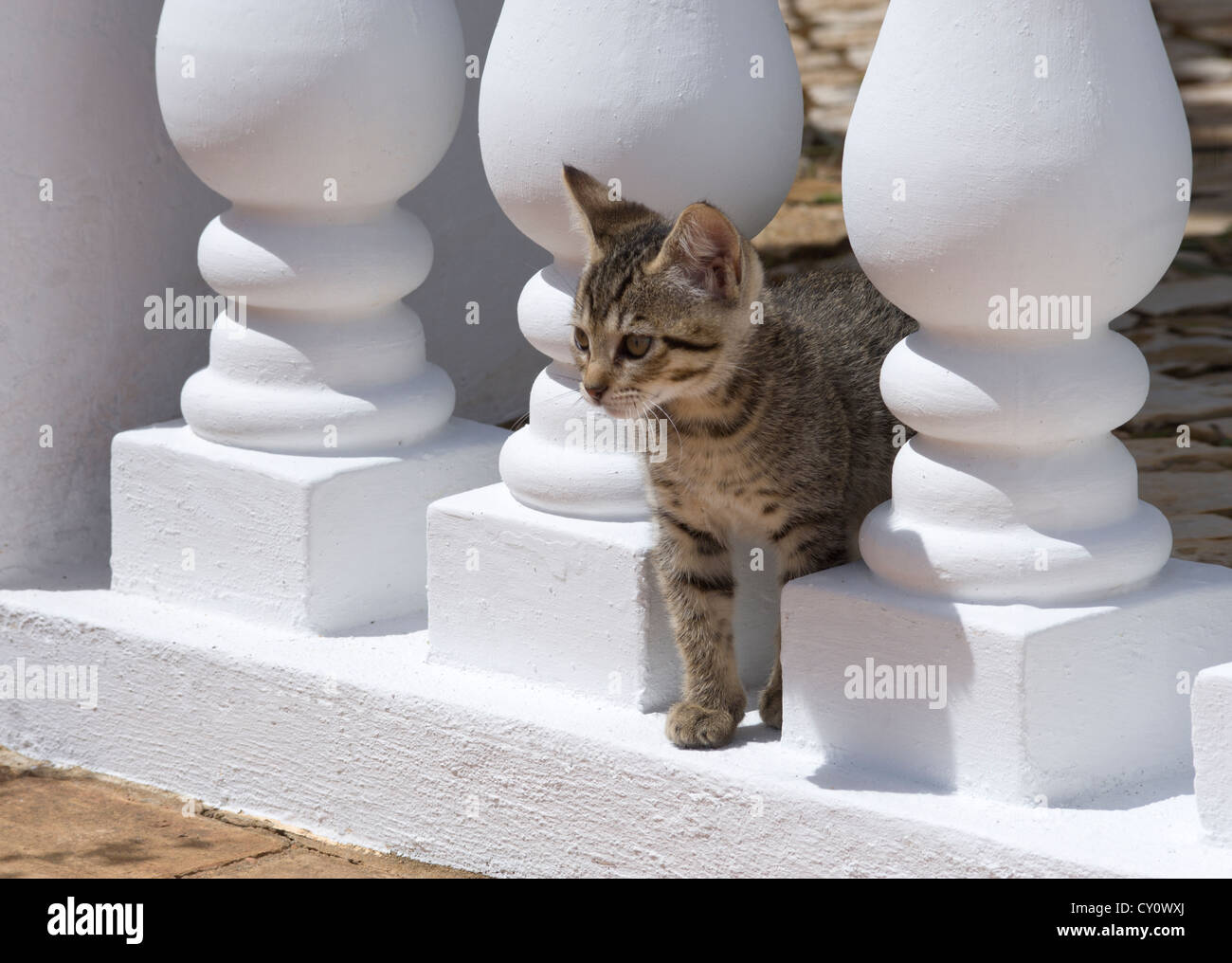 Un chaton jouant dans les balustrades sur une terrasse, la villa Algarve, Portugal Banque D'Images
