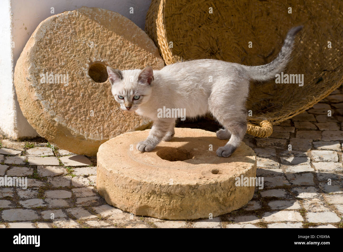 Un chaton jouant avec meules en Algarve, Portugal Banque D'Images